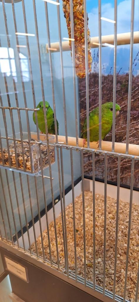 Mooi Catharina parkieten, Dieren en Toebehoren, Vogels | Parkieten en Papegaaien, Meerdere dieren, Parkiet, Geringd