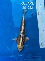 Te koop: Prachtige Kujaku koikarper Import, Karper of Koi