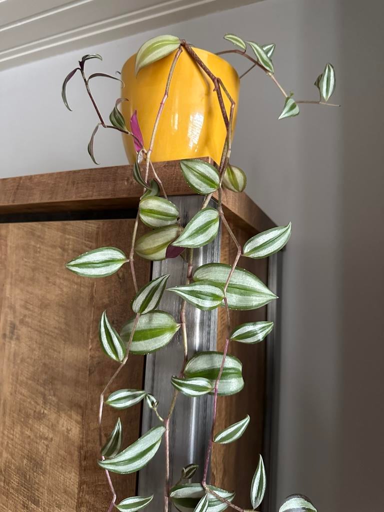 Tradescantia vaderplant stekjes, Huis en Inrichting, Kamerplanten, Ophalen, Overige soorten, Halfschaduw, In pot