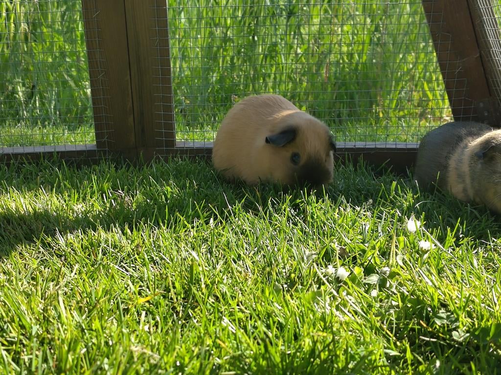 California beertje crème 2025, Dieren en Toebehoren, Knaagdieren, Cavia, Mannelijk, Januari, Tam