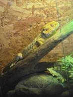 Baardagaam (Pogona vitticeps)