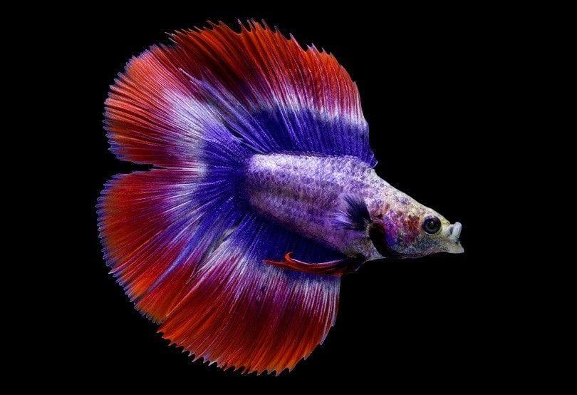 Betta - Plakat Halfmoon Fancy Double Tail - Koidreams, Vis, Zoetwatervis