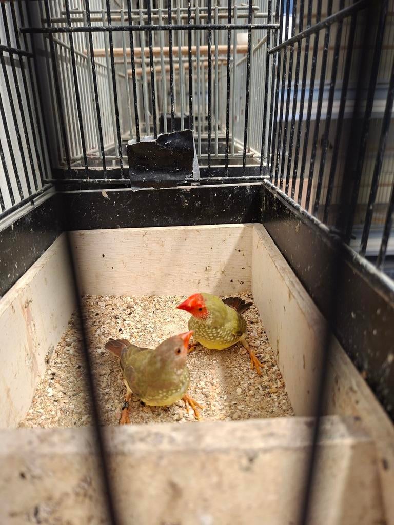 Te koop binze en bichenows, Dieren en Toebehoren, Vogels | Overige Vogels, Meerdere dieren, Tropenvogel