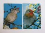 2 vintage ansichtkaarten met vogels, Ophalen of Verzenden, 1960 tot 1980, Ongelopen, Vogel
