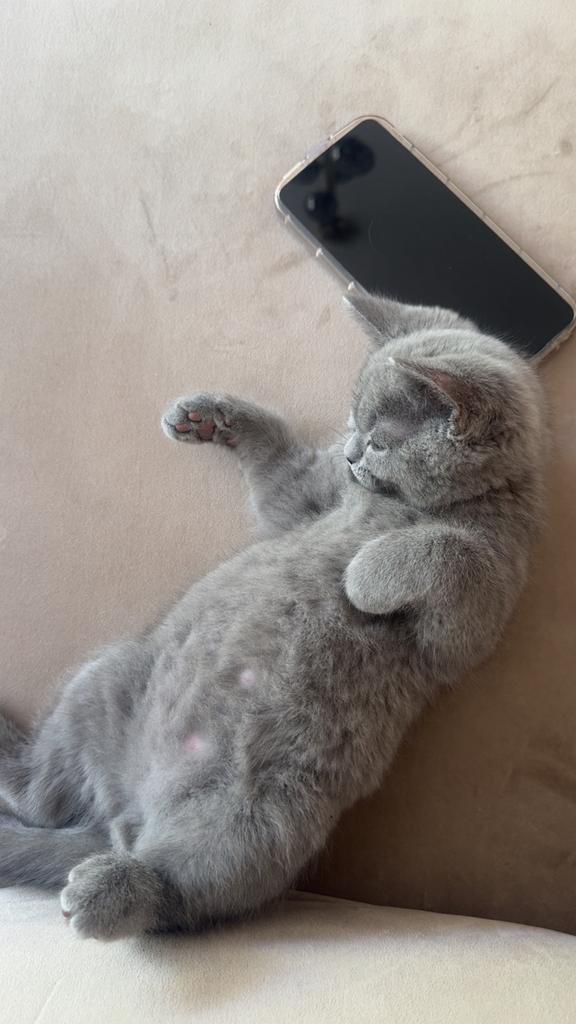 Britse korthaar - British shorthair raskat, Dieren en Toebehoren, Katten en Kittens | Raskatten | Korthaar, Kater, 0 tot 2 jaar