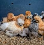 Diverse zijdehoender hennen, Dieren en Toebehoren, Pluimvee, Vrouwelijk, Kip