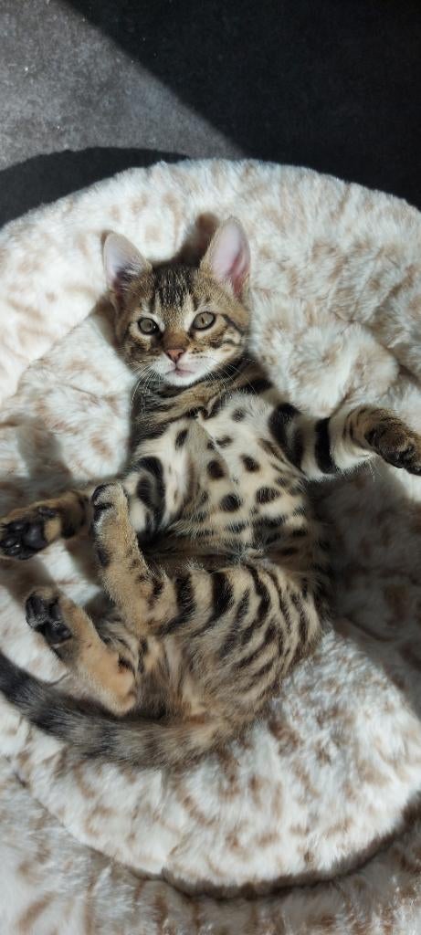 Bengaal kittens, Dieren en Toebehoren, Geslacht onbekend, Ontwormd, 0 tot 2 jaar