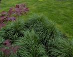 45 volwassen lampenpoetsersgras, Tuin en Terras, Planten | Tuinplanten, Volle zon, Vaste plant, Siergrassen, Ophalen of Verzenden