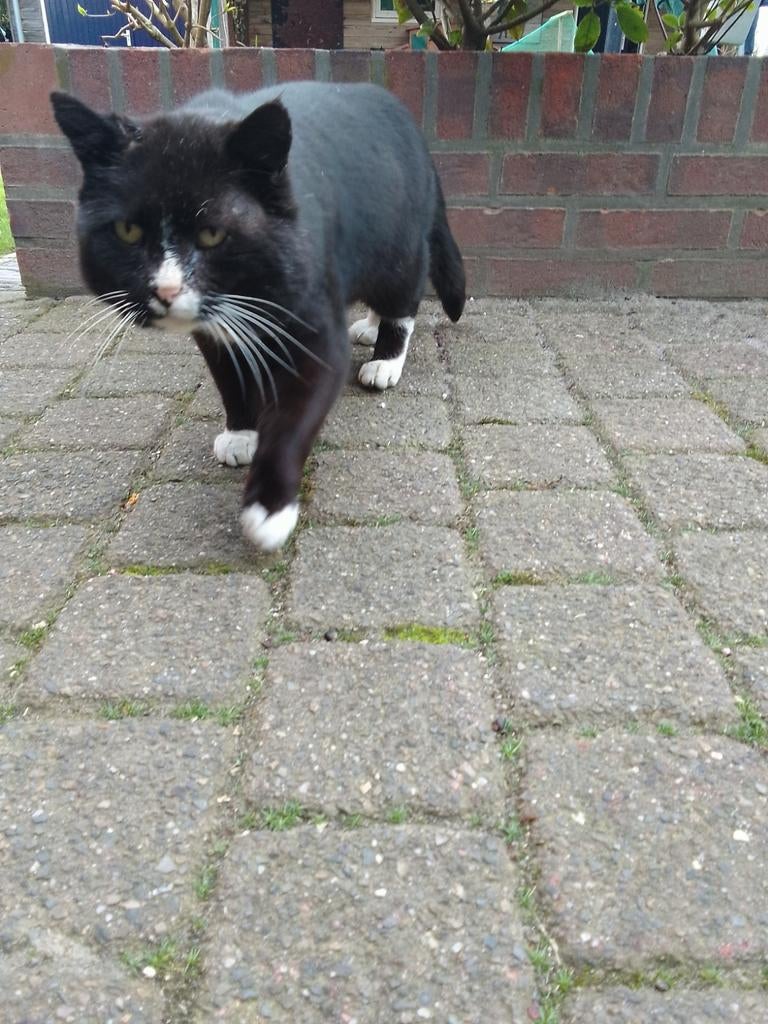 Kat zoek zijn baasje, Kat