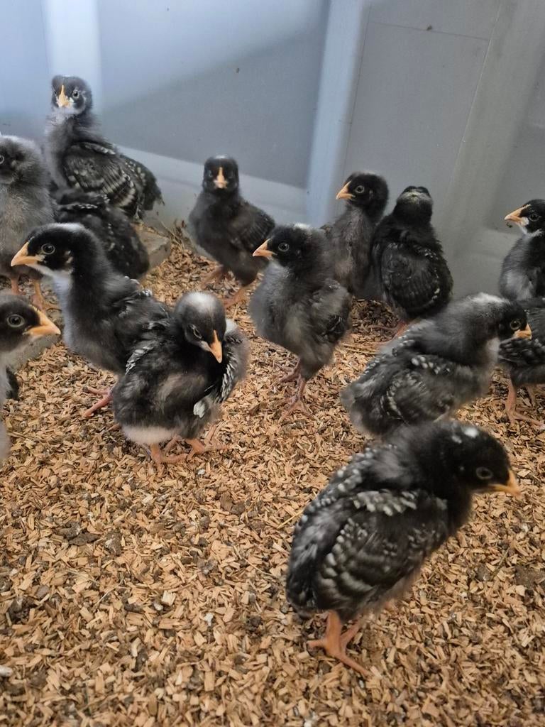 Noord hollandse blauwe(kuikens), Dieren en Toebehoren, Geslacht onbekend, Kip