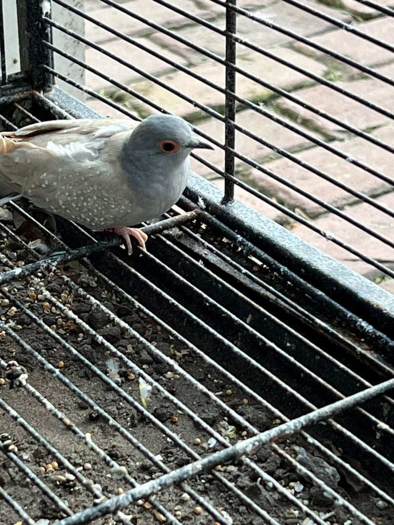 Diamand duifje, Meerdere dieren