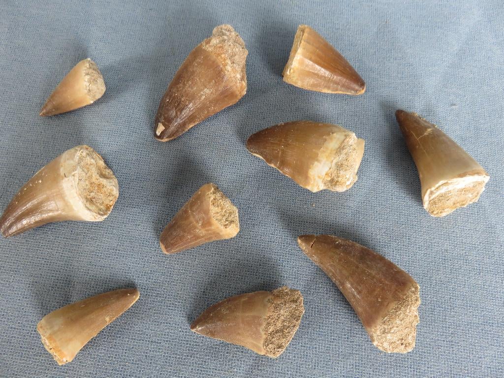 Dinosaurus tanden . ca. 100 miljoen jaar oud - vondsten, Ophalen of Verzenden