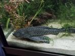 Prachtige pleco, Dieren en Toebehoren, Vis