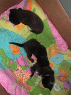 Kittens, Meerdere dieren, Kortharig