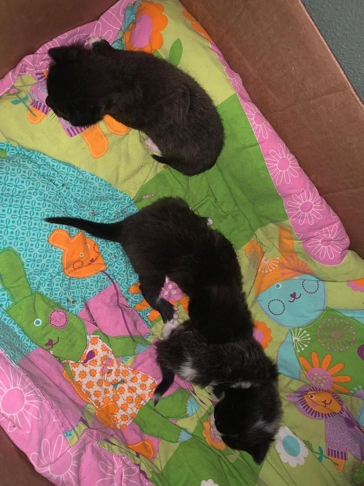 Kittens, Dieren en Toebehoren, Katten en Kittens | Overige Katten, Kortharig, Meerdere dieren