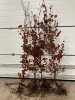 Beukenhaag - Fagus sylvatica - Groene beukenhaag -Beukenhaag, Tuin en Terras, Ophalen of Verzenden, Beukenhaag, 100 tot 250 cm