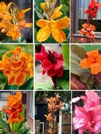 Canna bollen en zaden, Ophalen, Volle zon