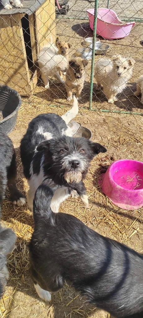 Eve teefje 4-5 maanden, Dieren en Toebehoren, Honden | Niet-rashonden, Particulier, 15 weken tot 1 jaar, Buitenland, Teef