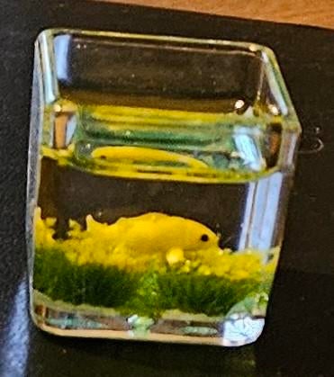 Mini mini aquarium, Ophalen of Verzenden, Nieuw