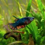 3 betta females, Vis