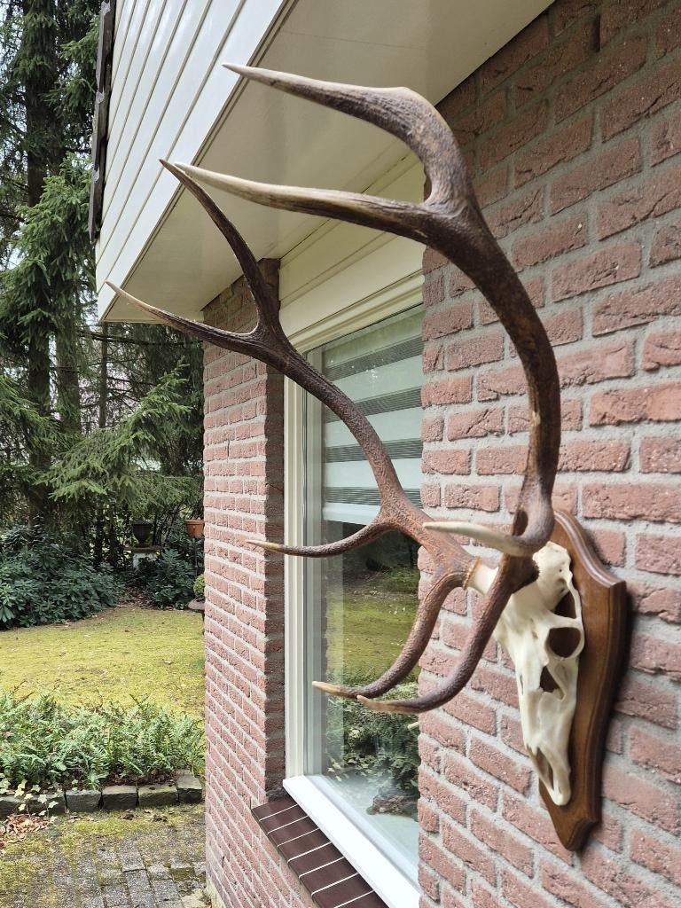Mooi Groot Edelhert Gewei Jacht Jagen Mancave Overkapping 43, Verzamelen, Dierenverzamelingen, Zo goed als nieuw, Gewei of Kop
