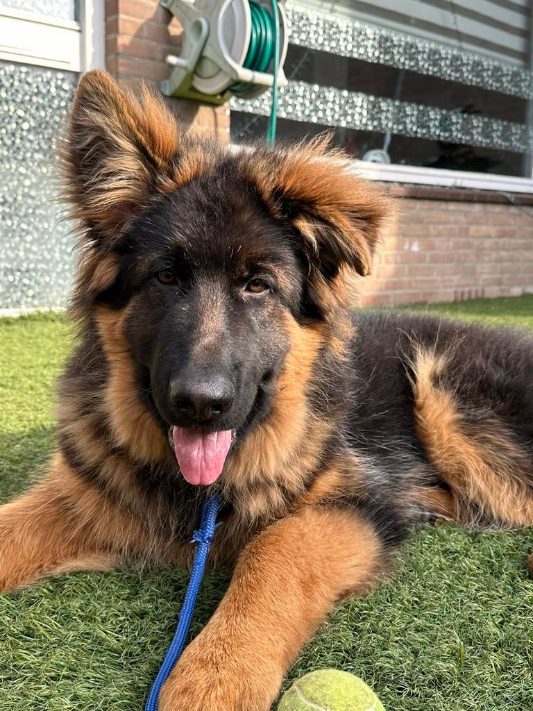 Duitse herder pup (5 maanden), Dieren en Toebehoren, Honden | Herdershonden en Veedrijvers, Particulier, 15 weken tot 1 jaar, Reu