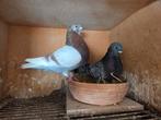 Te koop koppel canaria kroppers, Meerdere dieren, Postduif