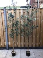 Prachtige kunst olijfbomen, Ophalen