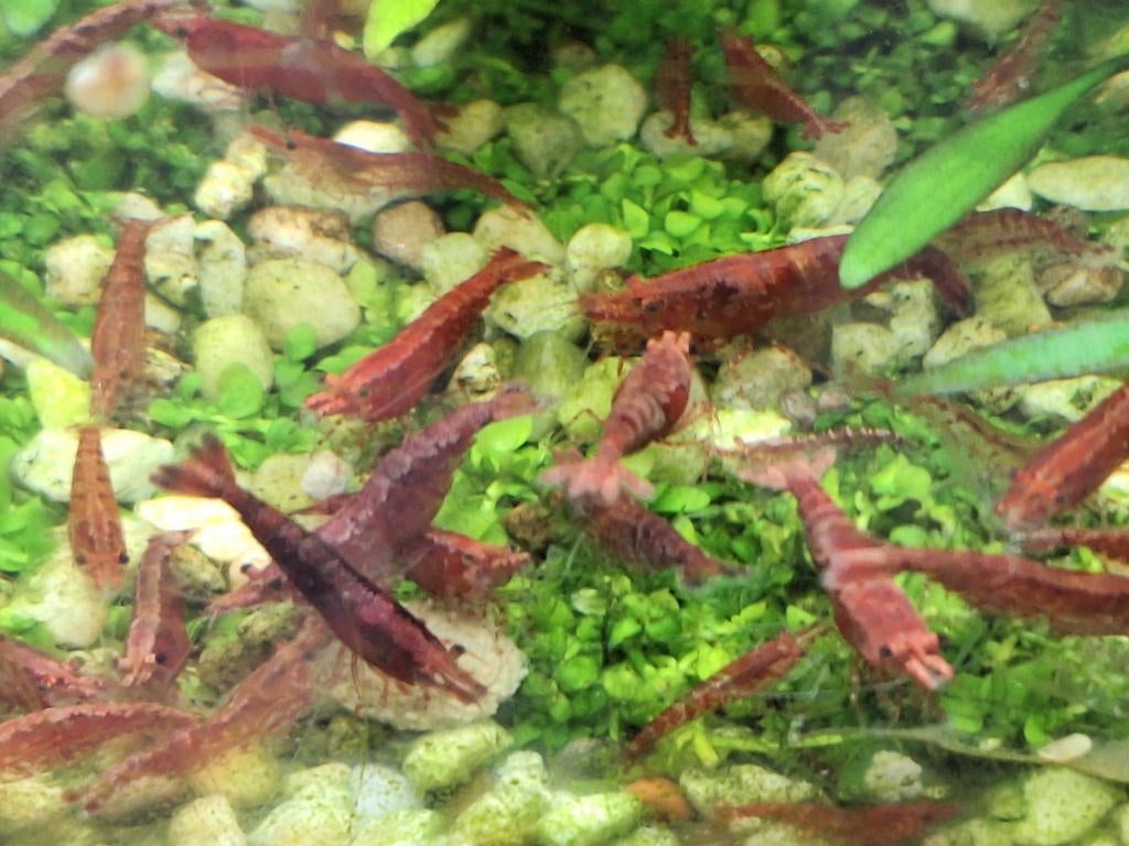 Vuurgarnalen 0,50 ct, Dieren en Toebehoren, Vissen | Aquariumvissen, Kreeft, Krab of Garnaal