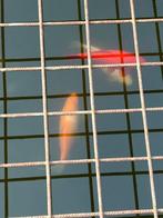 Goudvissen voor vijver, Dieren en Toebehoren, Vissen | Vijvervissen, Goudvis(sen)