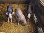 pietrain biggen, Dieren en Toebehoren, Mannelijk, Varken