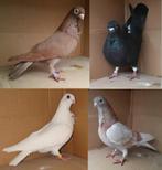 duiven sierduiven figurita sier duiven duif figurita,s, Dieren en Toebehoren, Meerdere dieren, Overige soorten