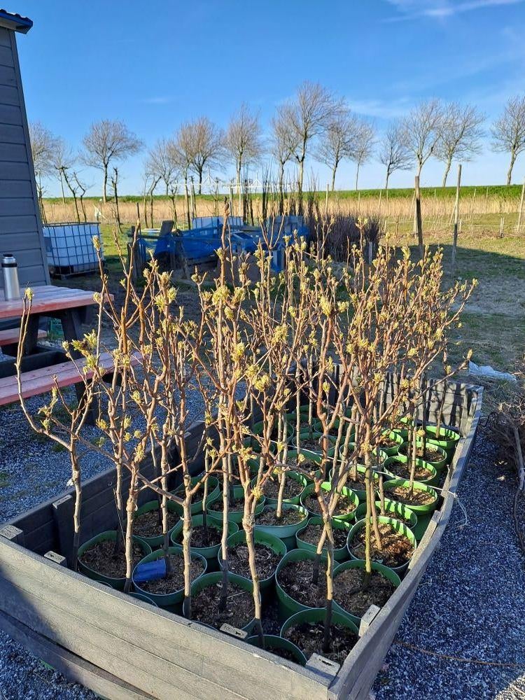 Fruitbomen | laagstam | diverse soorten, Tuin en Terras, Planten | Fruitbomen, Ophalen, Lente, In pot, Appelboom
