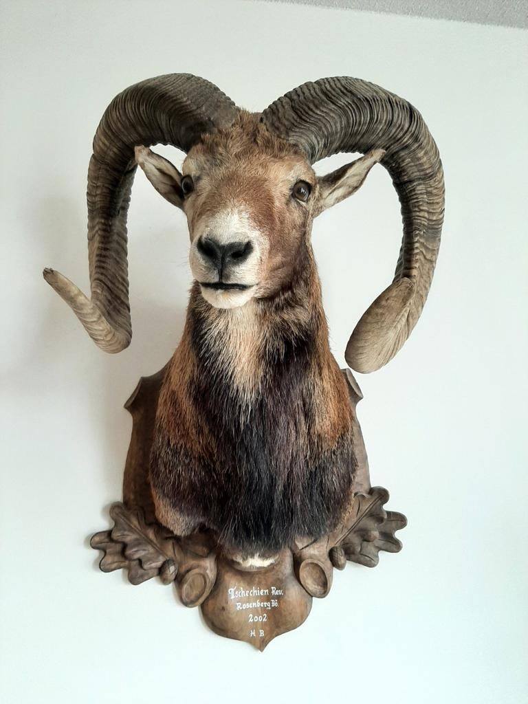 Kapitale Moeflon hoorn 95 cm - fris preparaat uit Tsjechië, Ophalen of Verzenden