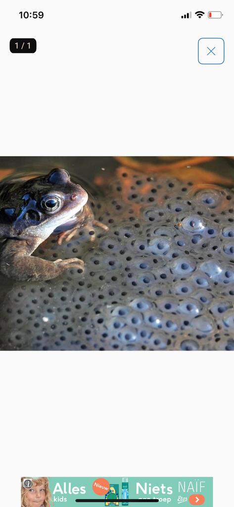 Kikker dril gezocht omgeving Maarssen, Vis