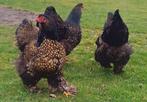 Brahma goud zwart gezoomd, Dieren en Toebehoren, Pluimvee, Vrouwelijk, Kip