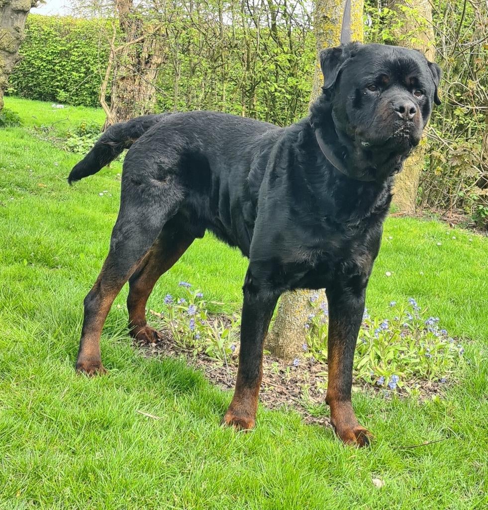 Rottweiler reu, 6 jaar of ouder, Reu, Eén hond, Rottweiler