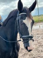 Verzorgsters/Bijrijdsters gezocht  2 paarden in Hilversum, Ophalen of Verzenden, Dressuur