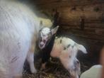 Lammeren dwerggeit, Dieren en Toebehoren, Schapen, Geiten en Varkens