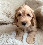 Australian Goldendoodle X Labradoodle pup, 8 tot 15 weken, Teef, Eén hond, Middel