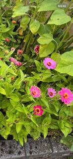 Zinnia Zaad - Kleurrijke Zomerbloeiers voor uw Tuin, Ophalen of Verzenden, Voorjaar, Volle zon, Zaad