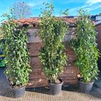 3x laurier (galia) haag, Ophalen, Laurier, 100 tot 250 cm