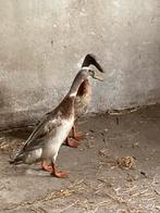 Loopeenden, Dieren en Toebehoren, Mannelijk, Eend