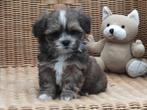 BOOMER PUPS  MALTEZER  X  SHIHTZU   REUTJES, Dieren en Toebehoren, Maltezer, Nederland, 8 tot 15 weken, Meerdere