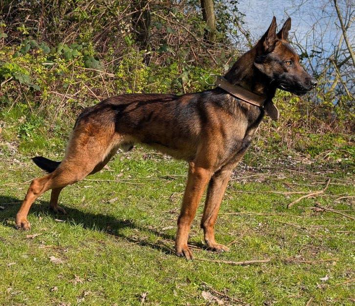 Dekreu Mechelseherder KNPV, Dieren en Toebehoren, Honden | Dekreuen, Reu, Particulier, Eén hond, Nederland, 1 tot 2 jaar, CDV (hondenziekte)