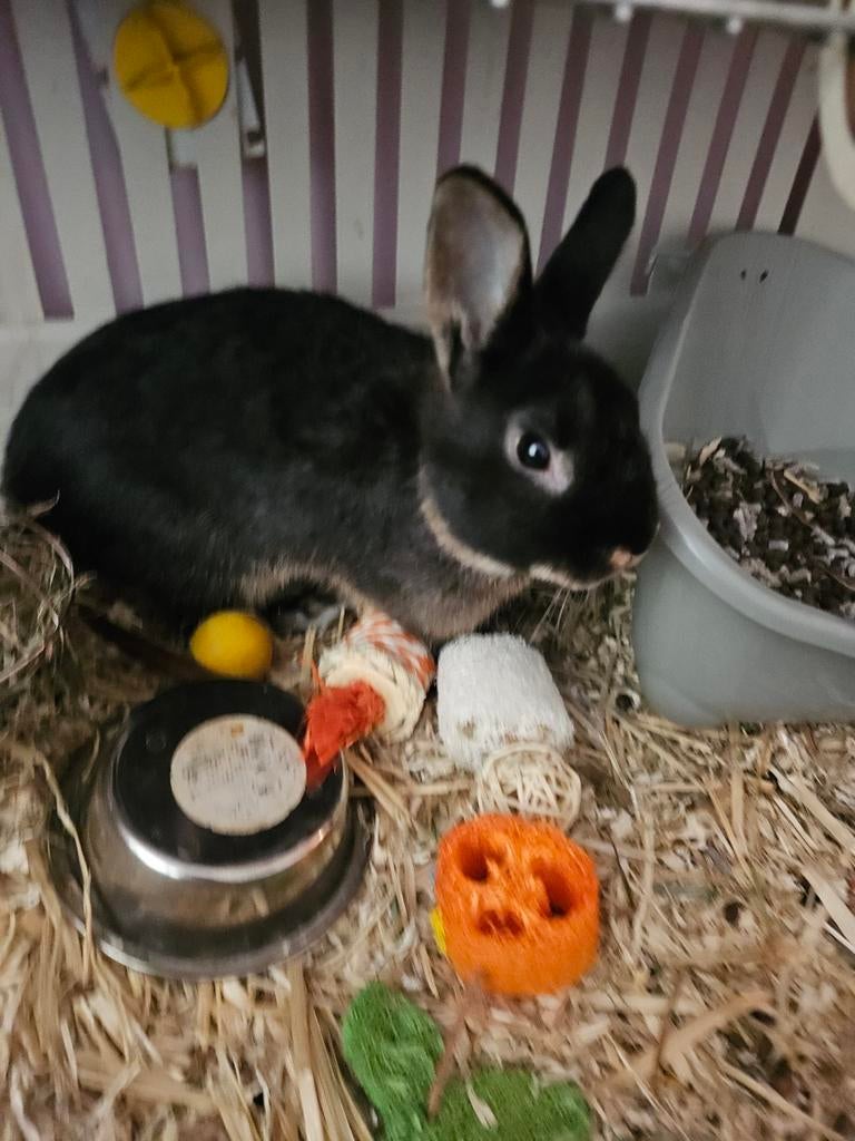Dwergkonijn, Dieren en Toebehoren, Konijnen, Dwerg