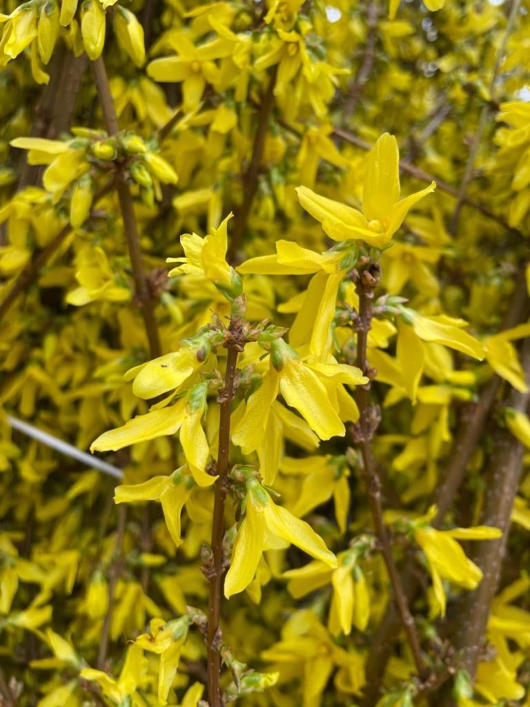 Forsythia, Ophalen, Overige soorten, Struik, 100 tot 250 cm