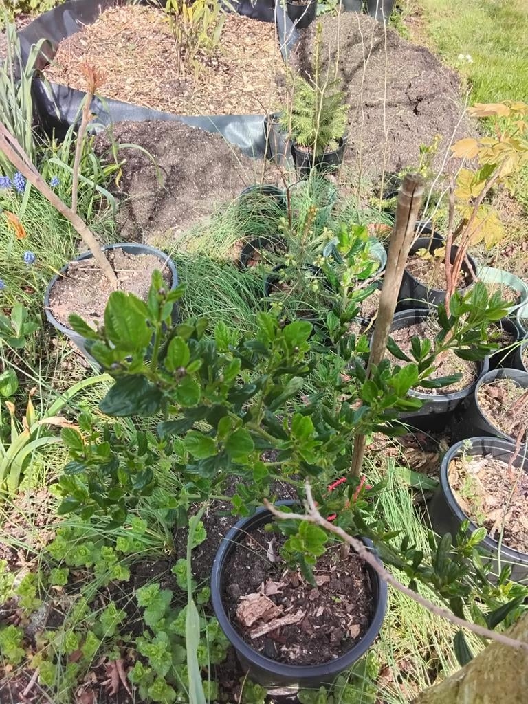 Diverse boompjes: in pot of zonder., Tuin en Terras, Planten | Bomen, Overige soorten, Lente, 100 tot 250 cm, Ophalen