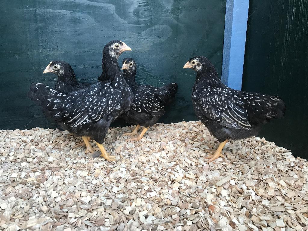 Jonge Barnevelder kriel zilver gezoomd gesekst & ingeënt