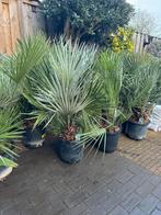 Chamaerops humilis - Mediterrane Dwergpalm, Volle zon, Vaste plant, Bloeit niet, Ophalen